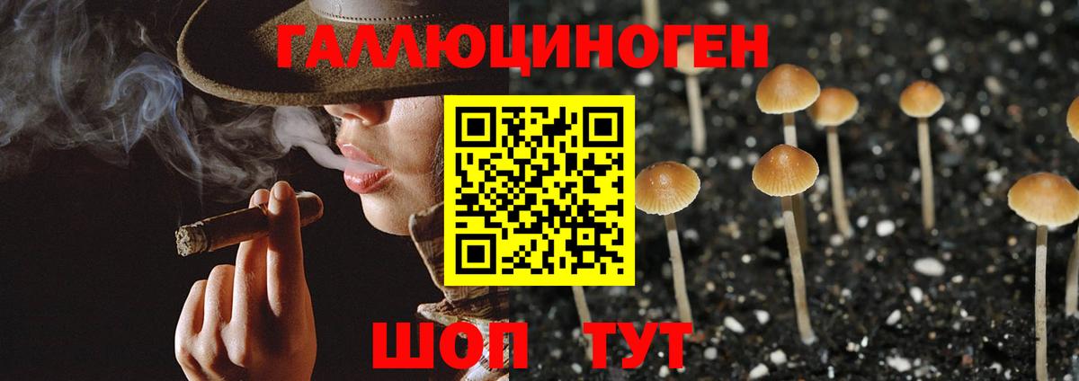 Псилоцибиновые грибы Psilocybe Кандалакша